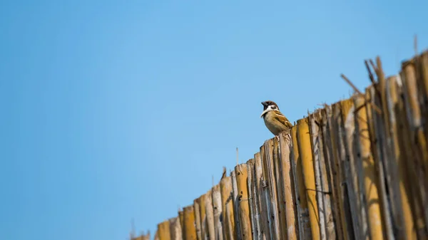 Коричневий Горобцеподібний Птах Стоїть Бамбуковій Дерев Яній Стіні Блакитним Фоном — стокове фото