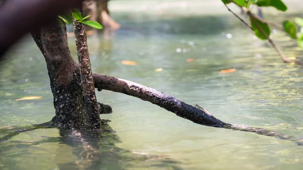 Mudskipper Nebo Obojživelné Ryby Větvi Stromu Mangrovovém Lese Andamanského Moře — Stock fotografie