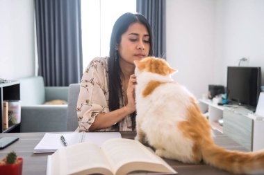 Evinden kağıt üzerinde çalışırken, Asyalı kadın egzotik kısa kediyle oynuyor. İş projesi için çok çalıştıktan sonra rahatlıyor..