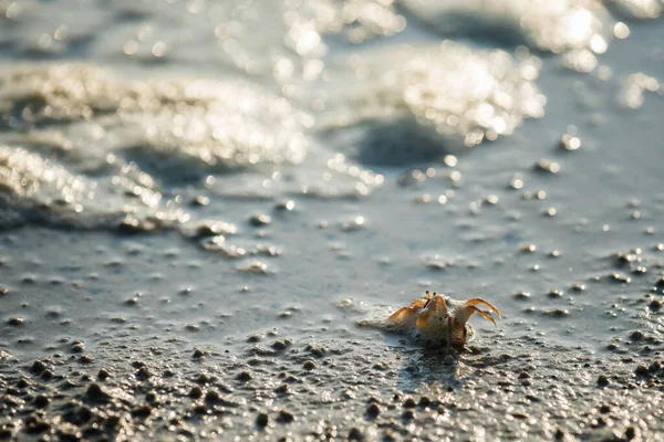 Närbild Liten Krabba Promenader Stranden Med Havsvatten Våg Och Solnedgång — Stockfoto