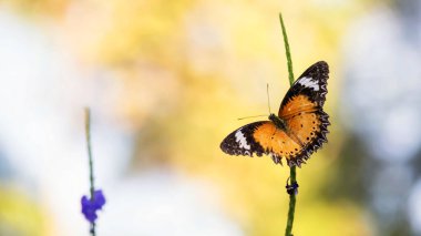 Monark turuncu kelebeği, mor çiçek poleniyle besleniyor. Doğal gün doğumu güneş ışığı arka planında. metin için kopyalama alanı olan parkta vahşi hayvan.