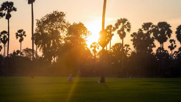 Silhoette Bonde Arbetar Risfält Och Socker Palm Gård Vid Solnedgången — Stockfoto