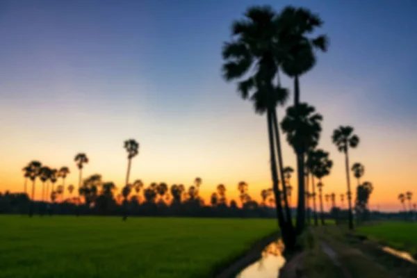 Blurred Astract Photo Sugar Palm Tree Farm Twilight Sky Sunset — Stock Photo, Image