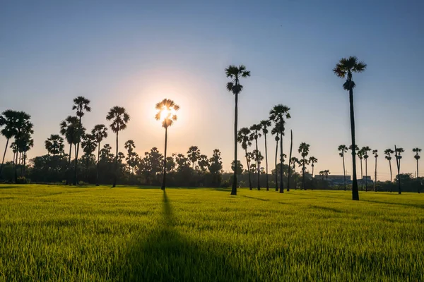 Paddy Rice Field Sugar Palm Farm Light Shade Sunset Pathum — Stock Photo, Image