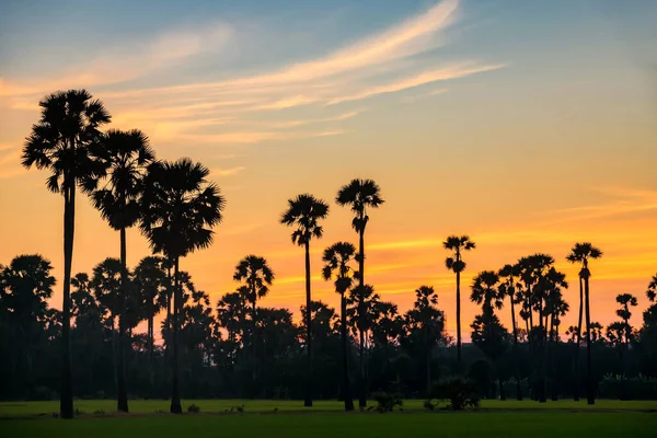 Sockerpalm Gård Med Skymning Himlen Vid Solnedgången Pathum Thani Thailand — Stockfoto