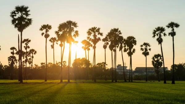 Solnedgång Scen Risfält Och Socker Palm Gård Med Ljus Skugga — Stockfoto