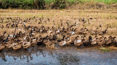 Bir grup ördek yemek için kuru pirinç tarlasında yürüyorlar, Pathum Thani, Tayland. Yiyecek için çiftlik hayvanlarını gütmek.
