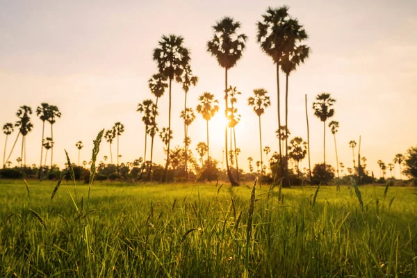 Detailní Rýžové Pole Rozmazat Cukrovou Palmovou Farmu Lehkým Odstínem Při — Stock fotografie