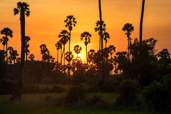 Gün Batımında Siluet Şeker Palmiye Ağacı Çiftliği Pathum Thani Tayland — Stok fotoğraf