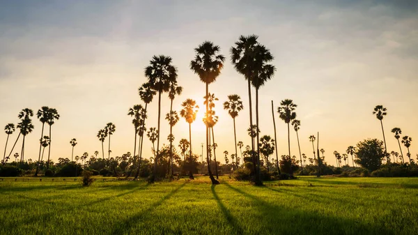 Coucher Soleil Scène Naturelle Rizière Paddy Ferme Palmiers Sucre Avec — Photo