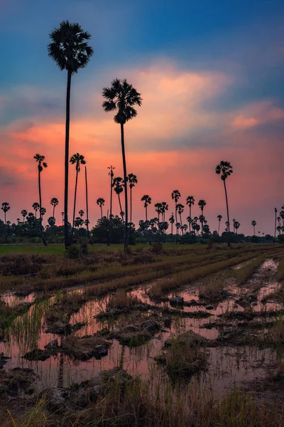 Silhouette Sugar Palm Trees Water Reflection Rice Farm Twilight Sky — Stock Photo, Image