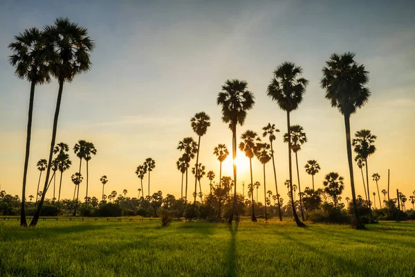 Ombre Soleil Couchant Travers Les Palmiers Sucre Pour Paddy Rizière — Photo