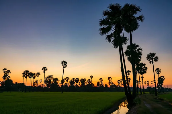 Sugar Palm Tree Paddy Rice Farm Twilight Sky Reflection Water — Stock Photo, Image