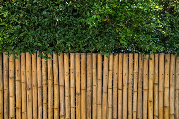 Bambusový Plot Zelený List Pro Vzor Pozadí Přirozený Vzor Dekorace — Stock fotografie