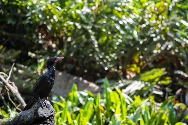 Grande Uccello Cormorano Phalacrocorax Carbo Stare Tronco Legno Con Albero — Foto Stock