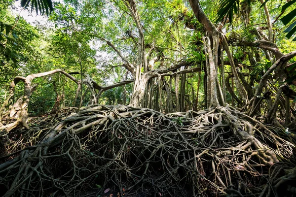 100 Lat Gigantyczny Las Banyan Wiosną Małej Amazonki Lub Kanału — Zdjęcie stockowe
