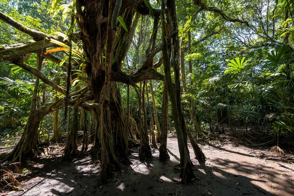 Bosque Arbóreo 100 Años Antigüedad Primavera Del Pequeño Amazonas Canal — Foto de Stock