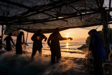 Balıkçılar günbatımında Samut Prakan, Tayland 'da tekneden balık yakalamak için balık ağı çekiyor. Siluet yerel balıkçıları deniz kıyısındaki bir köyde görevlendiriyor. Takım çalışması..