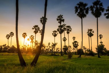 Gün batımında, Tayland 'ın Pathum Thani kentindeki çeltik pirinç tarlasına giden şeker palmiye ağaçları görülüyor. Sıcak tropikal ülkede tarım endüstrisi. Güzel doğal seyahat manzarası.