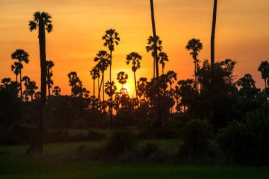 Silüet şeker palmiye ağaçları ve gün batımında çayır, Pathum Thani, Tayland. Tropikal ülkede tarım ve doğaüstü seyahat geçmişi.