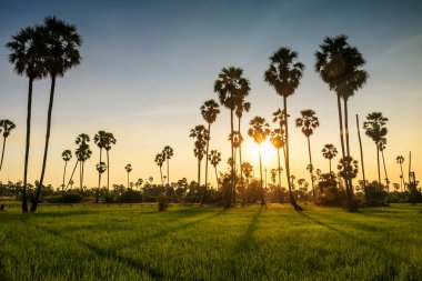 Pathum Thani, Tayland 'da gün batımında şeker palmiye ağaçları ve çeltik pirinç tarlası. Sıcak tropikal ülkede tarım endüstrisi. Doğal tropikal solunum. Tropikal bir ülkede seyahat.