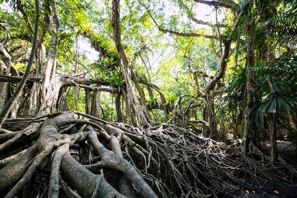 Raíz Árbol Banyan 100 Años Edad Bosque Primavera Del Pequeño — Foto de Stock