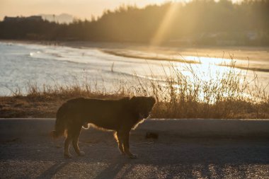 Gün batımında Cha-Am plajı yakınlarında, Phetchaburi, Tayland 'da başıboş köpek portresi. Göz kamaştırıcı bir köpek..