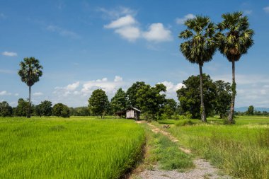 Tarım mevsiminde çeltik pirinç tarlaları ve şeker palmiyesi olan çiftçi ahşap kulübesi, Kanchanaburi, Tayland. Tropikal ülkede tarım endüstrisi.