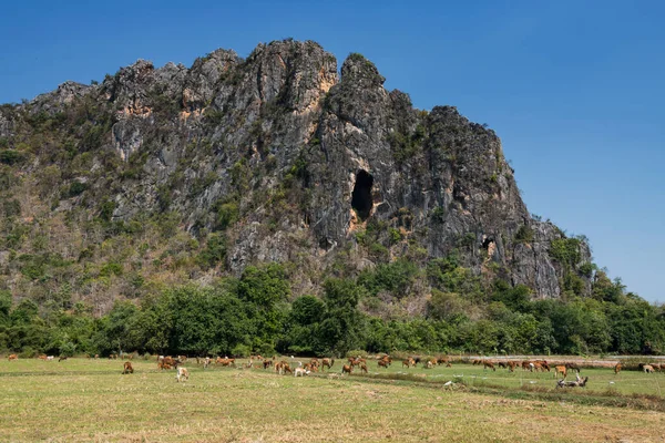 Group Cows Chewing Eat Grass Mountain Phetchaburi Province Thailand Agriculture — Stock Photo, Image