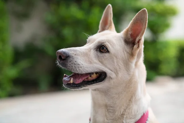 Bedårande Ung Krämig Thailändsk Hund Titta Sin Ägare För Att — Stockfoto