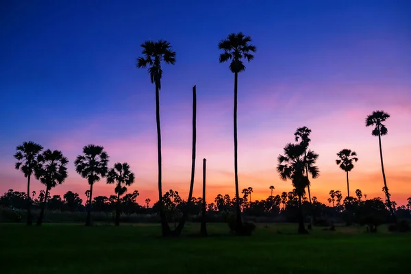 Silhouette Palmiers Sucre Rizière Paddy Avec Ciel Crépusculaire Crépuscule Pathum — Photo