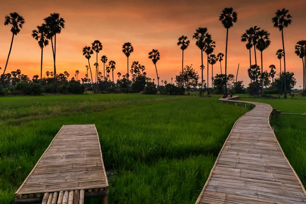 Bambusová Pěšinková Stezka Rýžového Pole Cukrové Palmy Soumračnou Oblohou Pathum — Stock fotografie