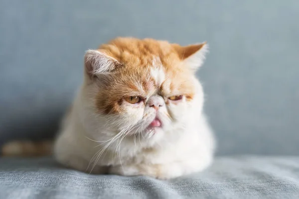 Adorable Yellow Exotic Shorthair Cat Sit Gray Sofa Bed Copy — Stock Photo, Image