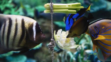 Aquarium hang vegetable on rope to feed food to colorful fish, Nagoya, Japan. Sealife in big tank eat lettuce clipart