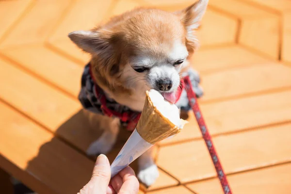 伝統的な浴衣のかわいいポメラニアン子犬の犬は 名古屋のテーブルの上で老人によるソフトクリームアイスフィードを食べます ペット親友で幸せな時間とともにコピースペースのためのテキスト入力 ストック写真