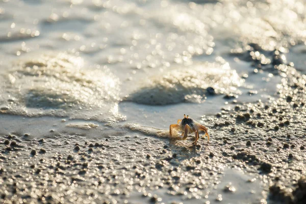 Liten Krabba Promenader Stranden Med Rörelse Havsvatten Våg Och Ljus — Stockfoto