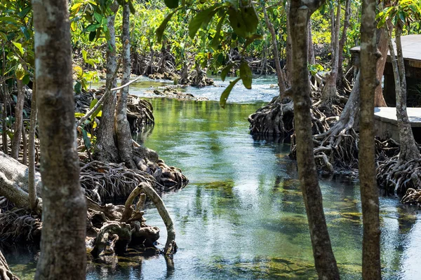 Mangrove tree along crystal green water swamp at Tha Pom Khlong Song Nam in Krabi, Thailand. Famous travel destination or holiday maker in summer at tropical country.