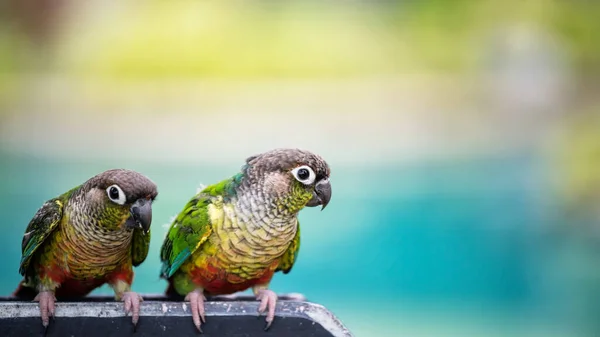Pássaro Papagaio Verde Casal Banner Com Espaço Cópia Para Texto — Fotografia de Stock