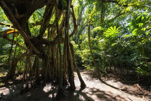 100 Lat Drzewa Banyan Wiosennym Lesie Małej Amazonki Lub Kanału — Zdjęcie stockowe