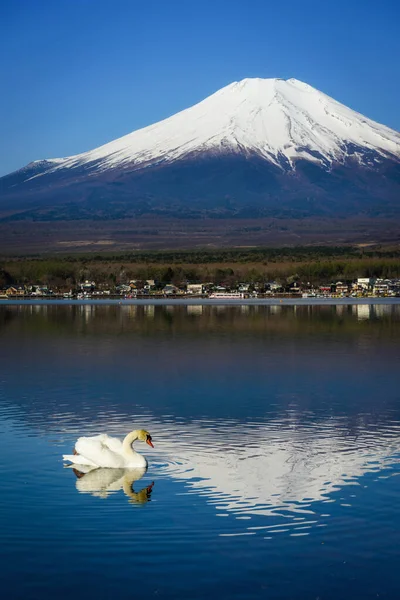 白天鹅和小山在山中湖上游泳 富士景观 日本山崎 福建山五大湖中的一个 也是著名的旅游胜地 电话壁纸背景的垂直照片 图库照片