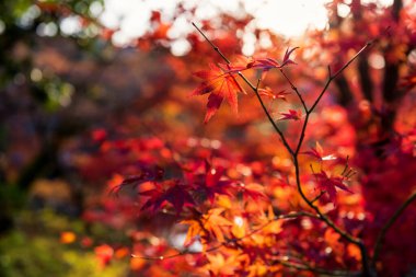 Akçaağaç kırmızısı yapraklar, günbatımı jant ışığı ve Japonya 'nın Sonbahar, Kyoto kentindeki Eikan-do tapınağında yeşillik örtüsü. Sonbahar mevsiminde Kansai 'de ünlü bir seyahat merkezi..