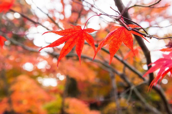 Feuille Érable Rouge Avec Jardin Automne Bleu Temple Eikan Kyoto — Photo