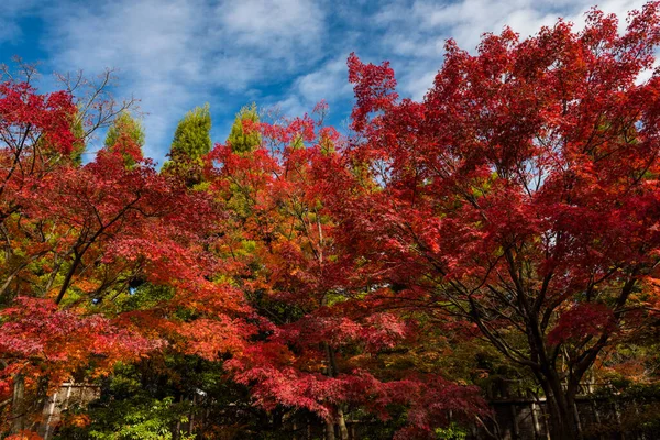 Цветные Осенние Деревья Саду Коко Против Голубого Неба Химэдзи Япония — стоковое фото