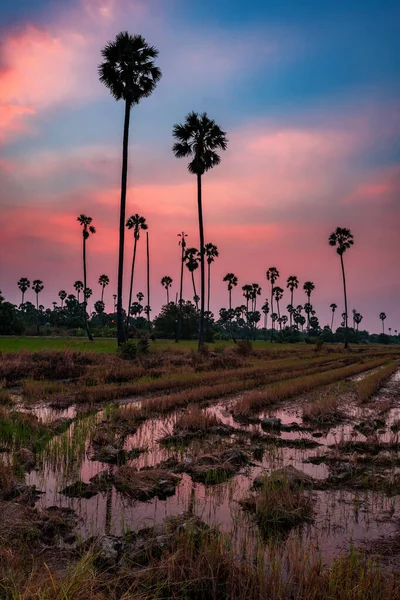 Sugar Palm Trees Water Reflection Rice Farm Twilight Sky Dusk — Stock Photo, Image