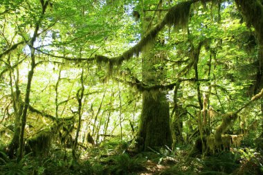 İlkbaharda Hoh Yağmur Ormanı 'ndaki Yosun Salonu, Olympic National Park, Washington, ABD. Ünlü tatil beldesi ya da doğal manzaralı tatilci..