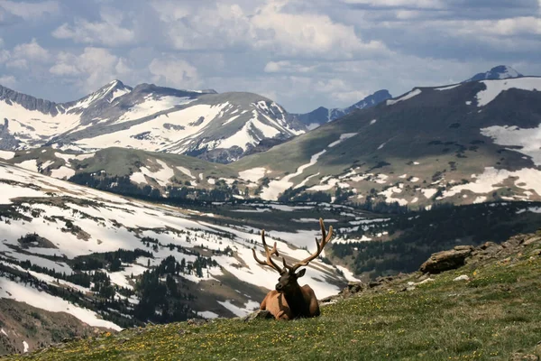 Losi Velkými Parohy Sedí Vrcholku Hory Sněhovým Kopcem Rocky Mountain — Stock fotografie
