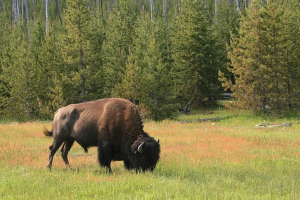 Samiec Żubrów Pasących Się Łące Trawiastej Wiosną Parku Narodowym Yellowstone — Zdjęcie stockowe