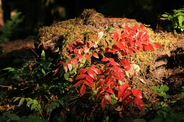 Colores Follaje Otoñal Prado Selva Tropical Hojas Rojas Verdes Bosque —  Fotos de Stock