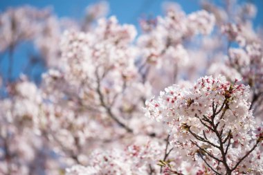 Beyaz kiraz ağacı çiçeği ya da sakura çiçeği çiçeklerle dolu bulanık bokeh çiçekleri ve Japonya 'nın Nagoya şehrinde baharda mavi gökyüzü arkaplanı.
