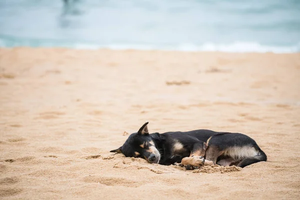 Schwarzer Hund Schläft Strand Von Pilai Phang Nga Thailand — Stockfoto